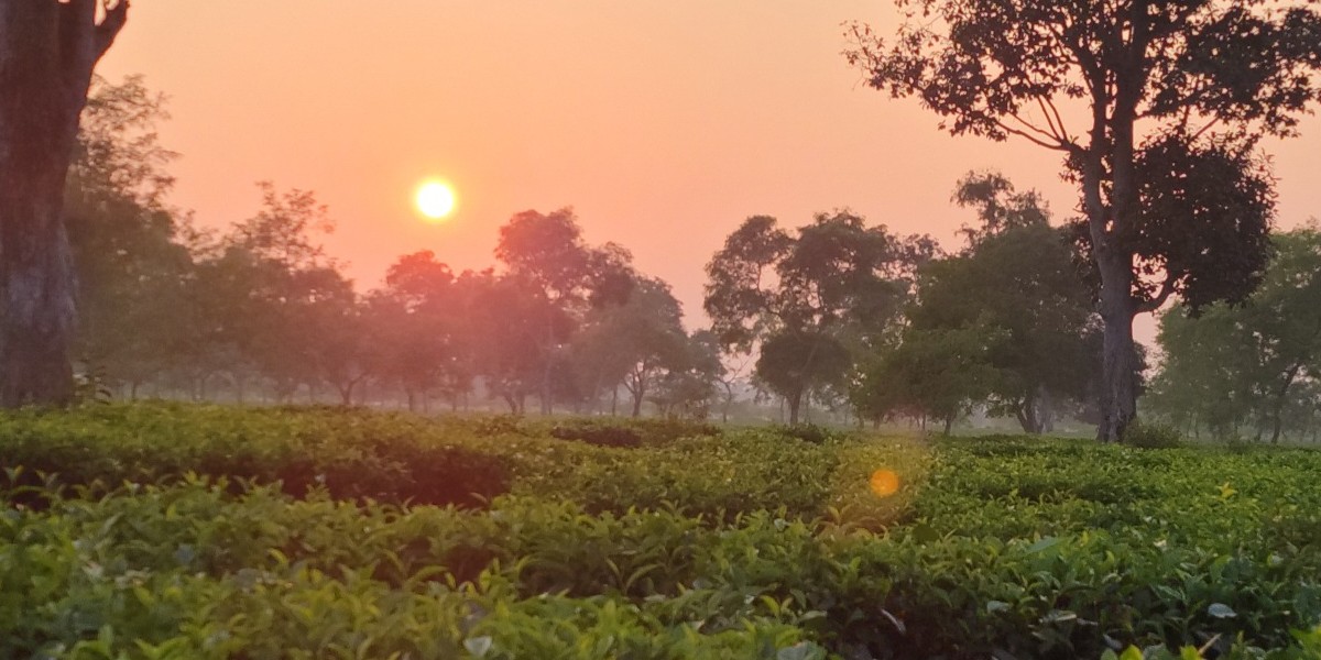Lush tea plantations in a serene landscape